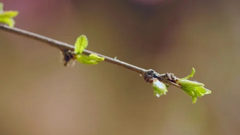 In the spring, the trees sprout new leaves Stock Footage 256901563