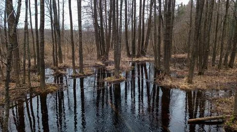 Spring trees standing in the water Foto stock