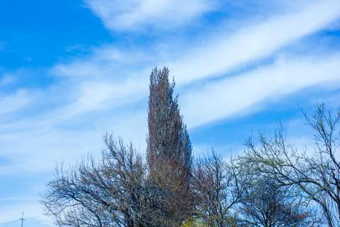 Spring trees under the sky 스톡 사진