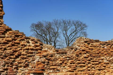 Spring trees without leaves against the background of an old brick wall Stock Photos