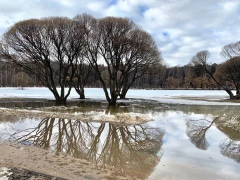 Spring Trees without leaves, reflected in the water. Stock Photos