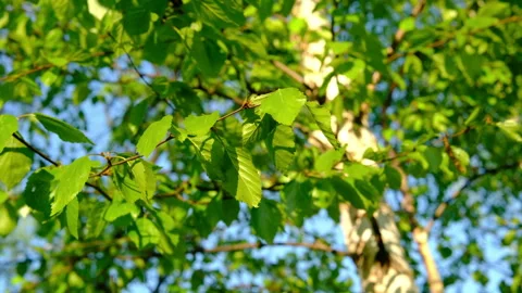 Spring trees Young green birch leaves on branch Vidéo 303520671