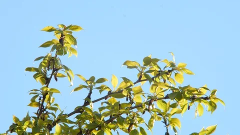 Spring Treetop in the Evening Sun Stock Footage 127924468