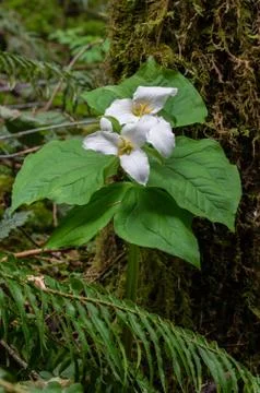 Spring Trilliums Stock Photos
