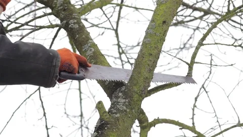 Spring trimming trees Stock Footage 84848464