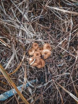 Spring trip to the forest for mushrooms Stock Photos