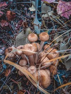 Spring trip to the forest for mushrooms Stock Photos