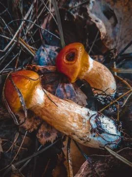 Spring trip to the forest for mushrooms Stock Photos