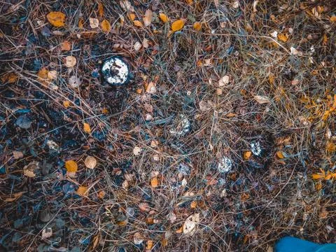 Spring trip to the forest for mushrooms Stock Photos