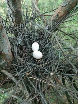 Spring trip to the forest for mushrooms Stock Photos