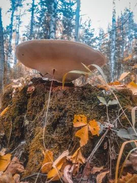 Spring trip to the forest for mushrooms Stock Photos