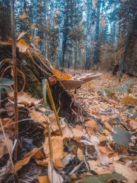Spring trip to the forest for mushrooms Stock Photos