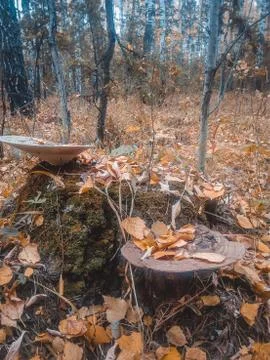 Spring trip to the forest for mushrooms Stock Photos