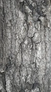 Spring trip to the forest for mushrooms Stock Photos