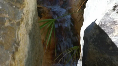 Spring in tropical forest in 4k slow motion 60fps Stock Footage 114221471