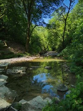 Spring in the tropical forest Stock Photos