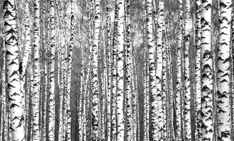 Spring trunks of birch trees black and white Stock Photos
