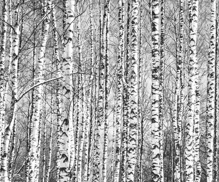 Spring trunks of birch trees black and white Stock Photos
