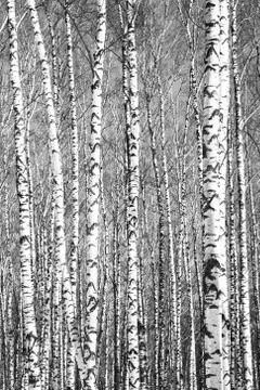 Spring trunks of birch trees in sunny weather black and white Stock Photos