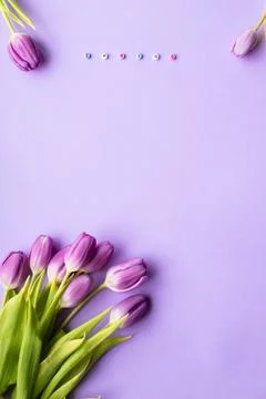 Spring tulip and text spring on english laid out of multi-colored cube on violet Stock Photos