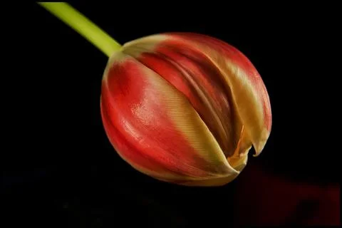 Spring Tulip on a Black Background Stock Photos