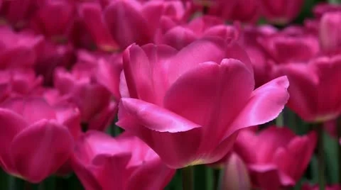 Spring tulip blossoms (closeup) Stock Footage 22096546