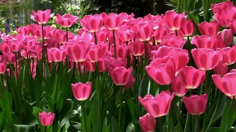 Spring tulip blossoms Stock Footage 22040803