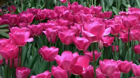 Spring tulip blossoms Stock Footage 22040880