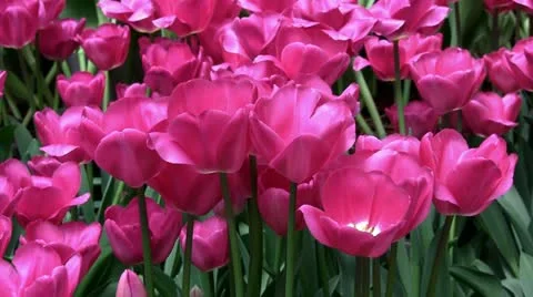 Spring tulip blossoms Stock Footage 22096612