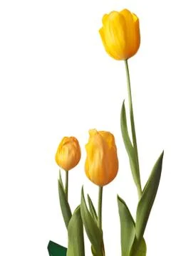 Spring Tulip in bright yellow Stock Photos