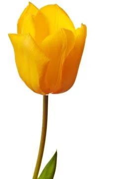 Spring Tulip in bright yellow Foto stock