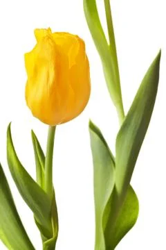 Spring Tulip in bright yellow Stock Photos