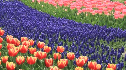 Spring Tulip Field Stock Footage 327472549