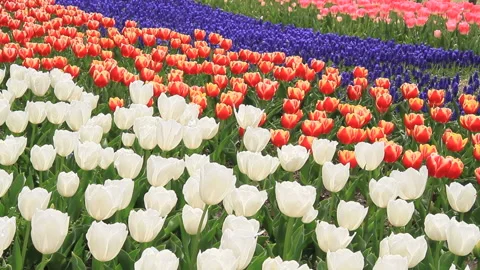 Spring Tulip Field Stock Footage 327472595