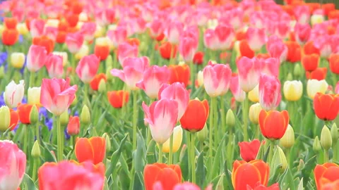 Spring Tulip Field Video stock 327472746