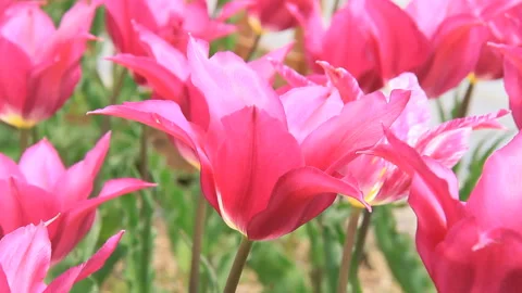 Spring Tulip Field Stock Footage 327472845