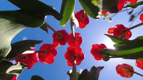 Spring Tulip Field in Full Bloom, Beautiful Colorful Flowers Everywhere Stock Footage 308814646