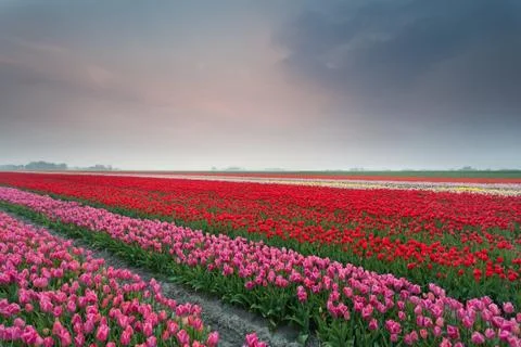 Spring tulip field at sunset Stock Photos