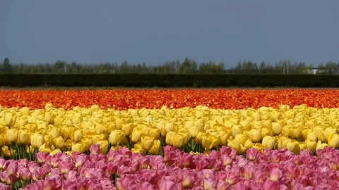 Spring tulip fields in the Netherlands 動画素材 107012563