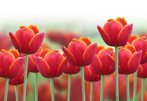 Spring tulip flower background Stock Photos
