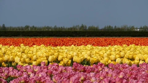 Spring tulip flower fields in the Netherlands 動画素材 107012584