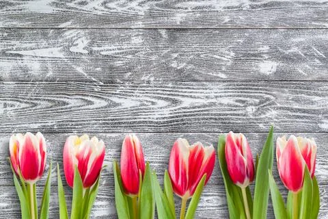 Spring tulip flowers Stock Photos