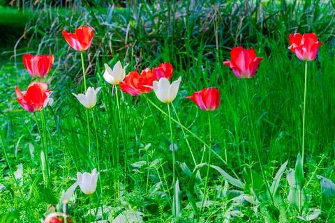Spring tulip flowers Stock Photos