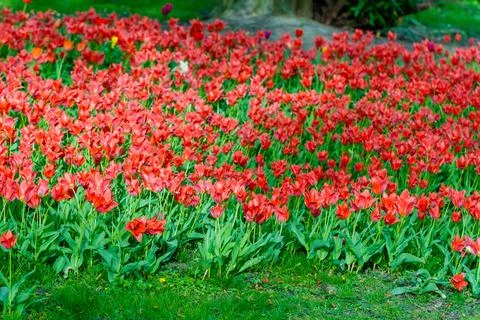 Spring tulip flowers Stock Photos