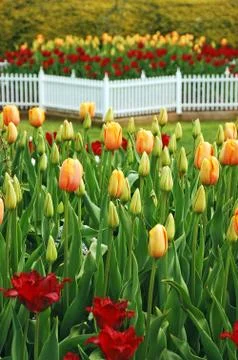 Spring tulip garden Stock Photos