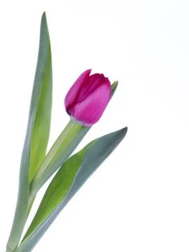Spring tulip Stock Photos