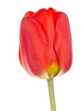 Spring tulip Stock Photos