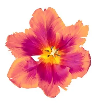 Spring Tulip Foto stock