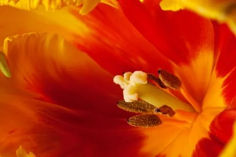 Spring Tulip Stock Photos