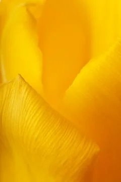 Spring Tulip Stock Photos